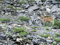 Горный козел - самый частый трофей в Горном Алтае.